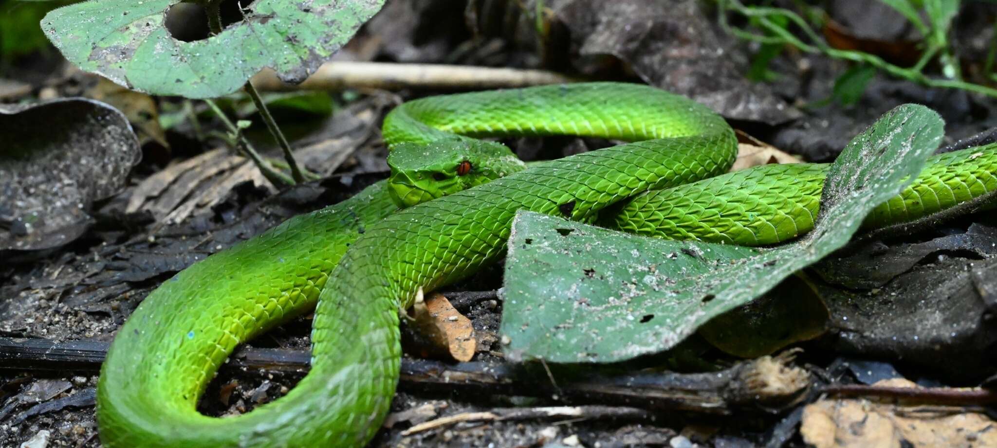 Image of Pope's pit viper