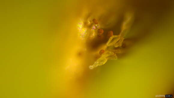 Image of Japanese apple rust