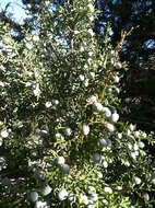 Imagem de Juniperus californica Carrière