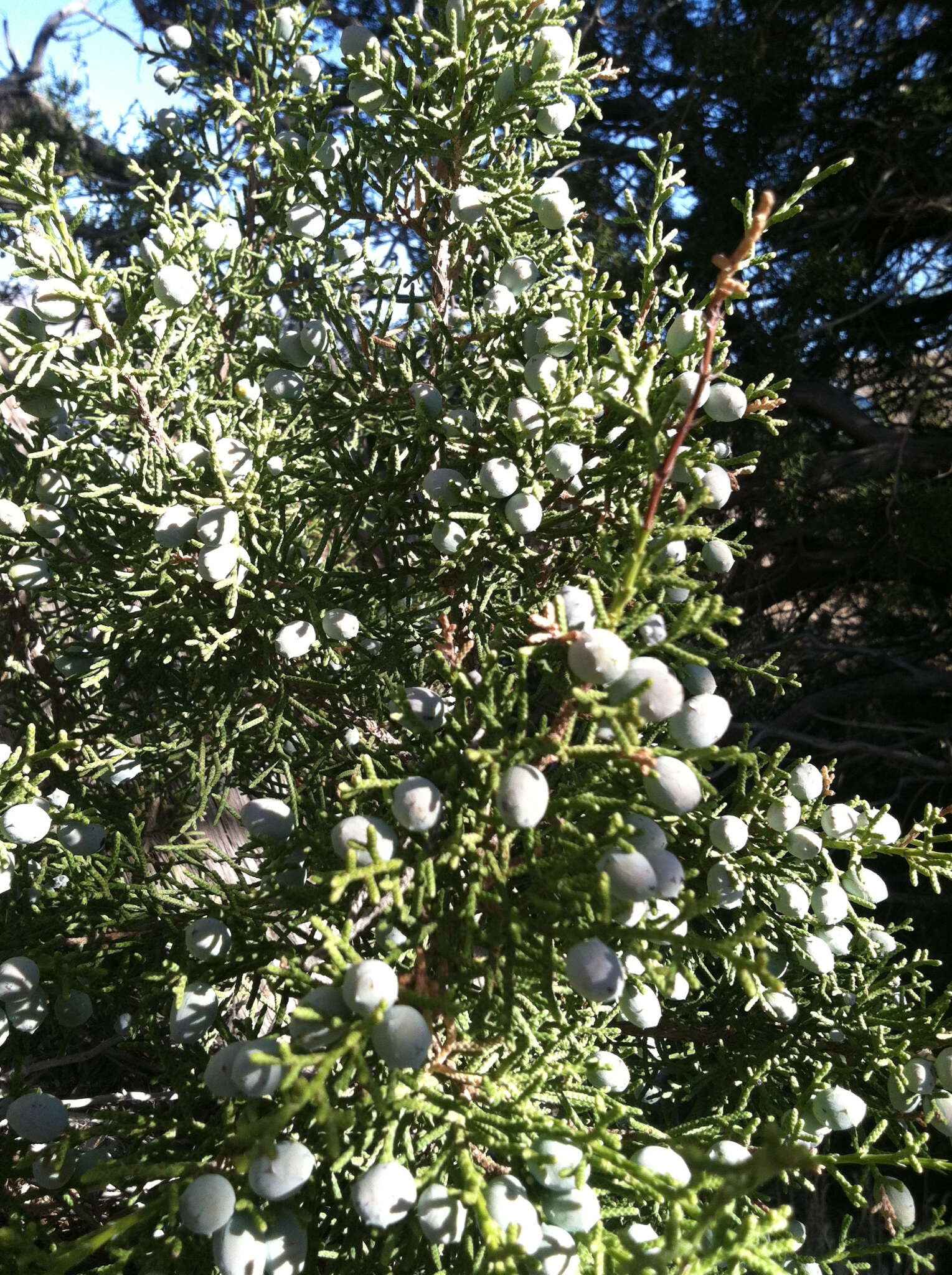 Sivun Juniperus californica Carrière kuva