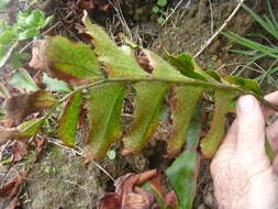 Image of Japanese netvein hollyfern