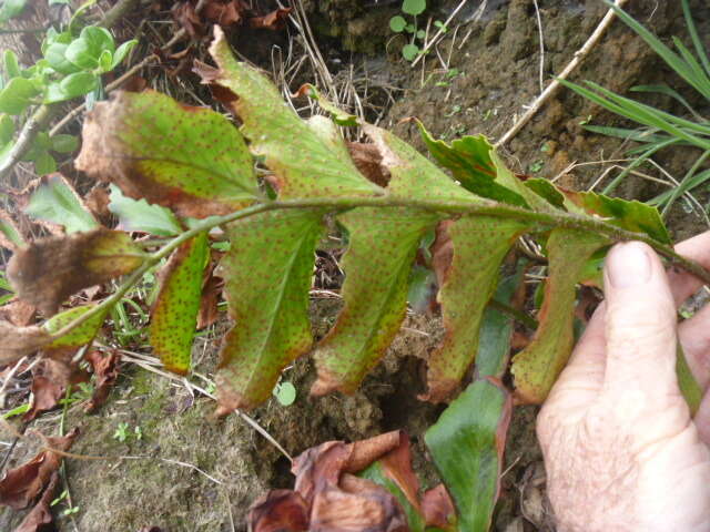 Plancia ëd Cyrtomium falcatum (L. fil.) C. Presl