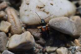 Image of Bembidion (Euperyphus) scapulare Dejean 1831