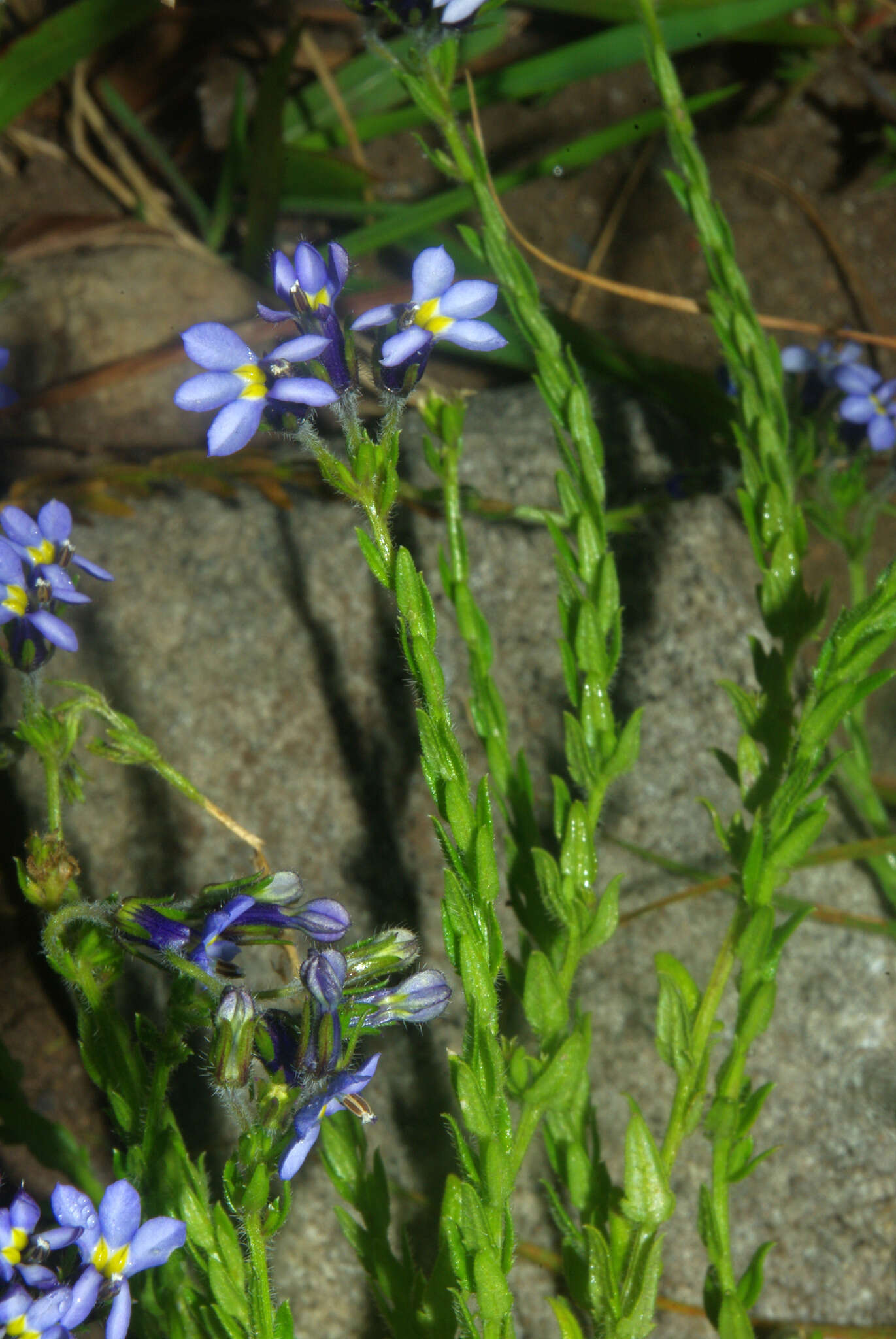 Monopsis malvacea E. Wimm. resmi