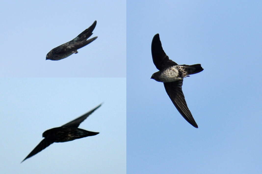 Image of Glossy Swiftlet