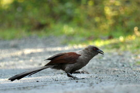 Image of Andaman Coucal