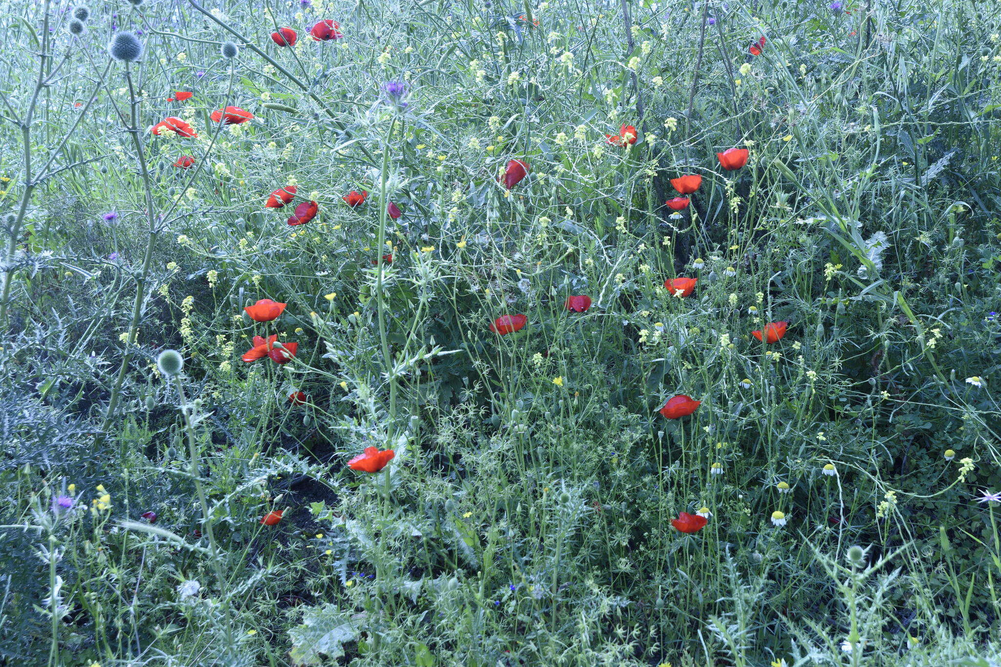 Imagem de Papaver umbonatum Boiss.