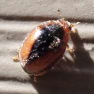 Image of Loew's Lady Beetle