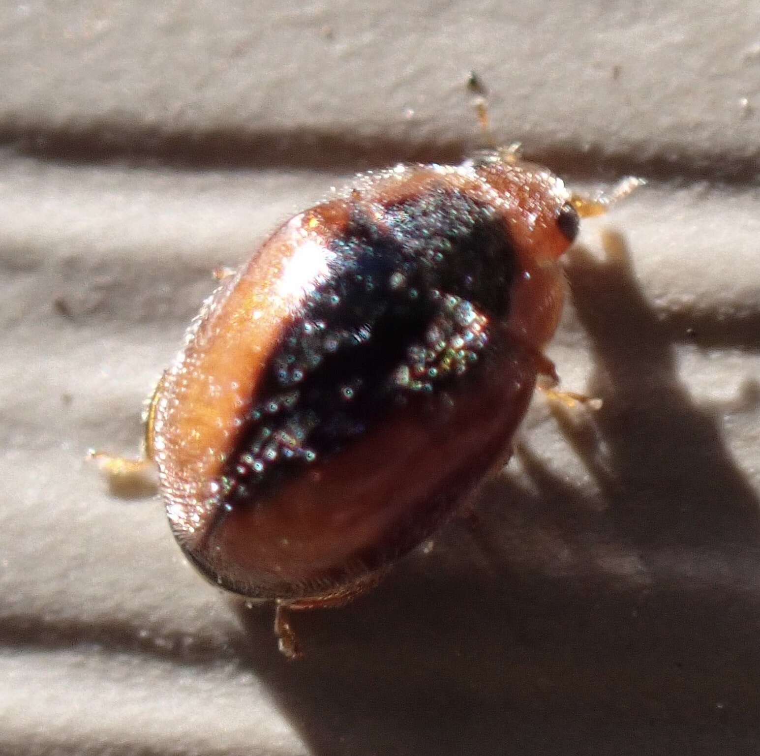 Image of Loew's Lady Beetle