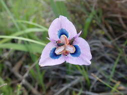 Image of Peacock moraea