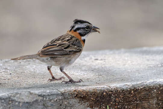 Image of Zonotrichia capensis insularis (Ridgway 1898)