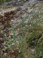 Image of Epilobium collinum C. C. Gmel.