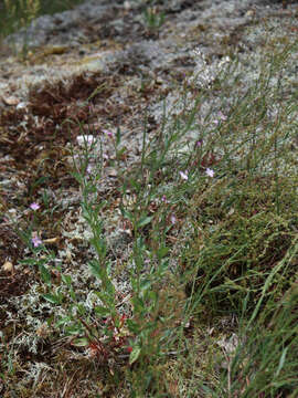 Image of Epilobium collinum C. C. Gmel.