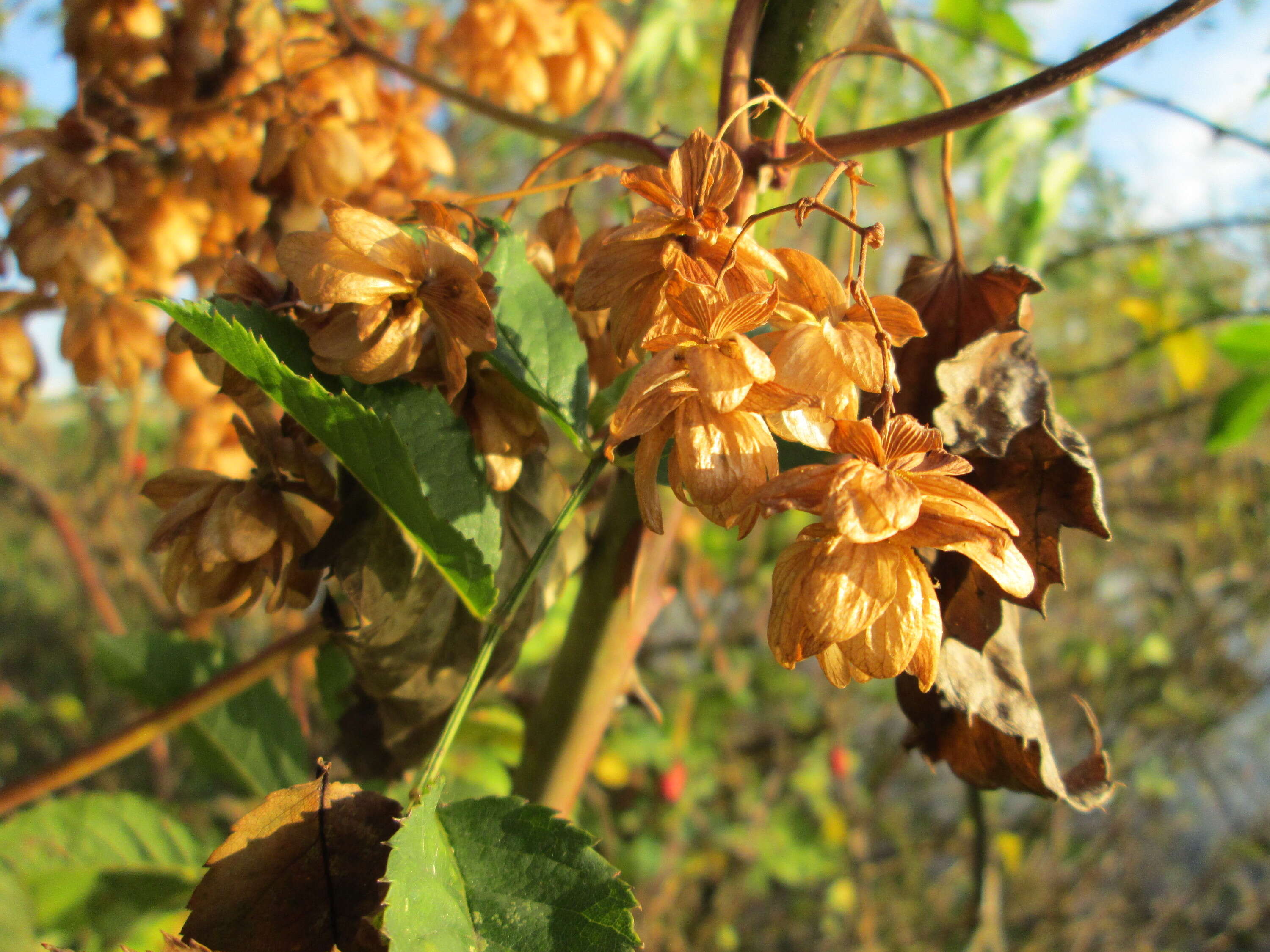 Image of common hop