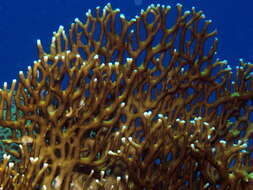 Image of Fire coral