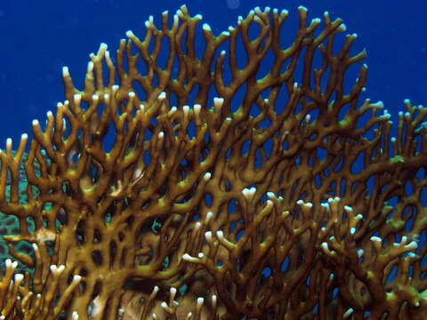 Image of Fire coral