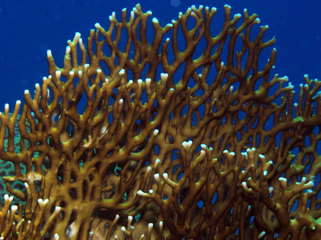 Image of Fire coral