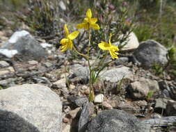 Image of Cyanella lutea subsp. lutea