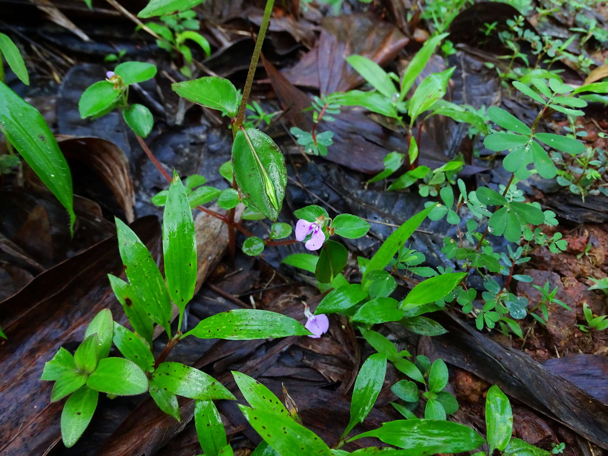 Image of Impatiens minor (DC.) S. S. R. Bennet