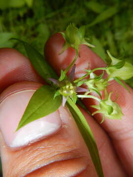 Image of American spurred gentian