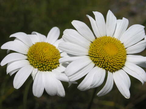 Image of Oxeye Daisy