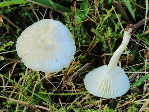 Image of Snowy Waxcap