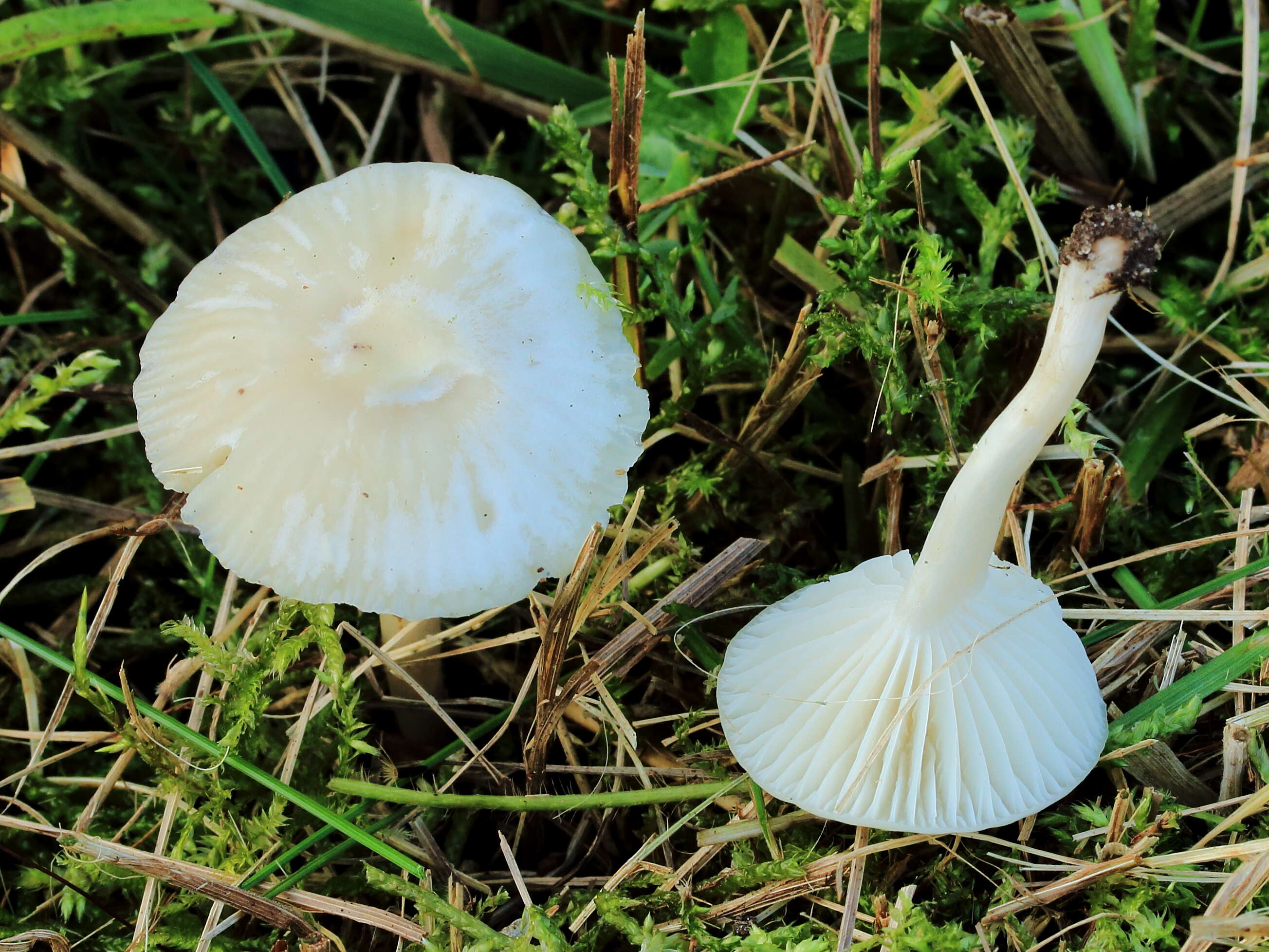 Image of Snowy Waxcap