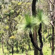 Image of Xanthorrhoea glauca D. J. Bedford