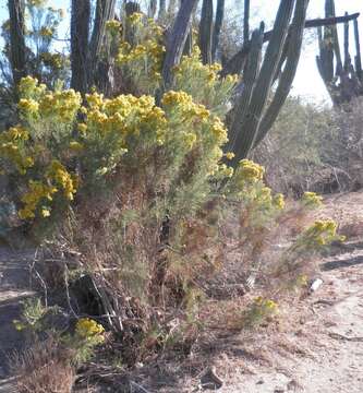 Imagem de Gundlachia diffusa (Benth.) Urbatsch & R. P. Roberts