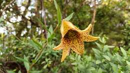 Image of Lilium bakerianum var. delavayi (Franch.) E. H. Wilson