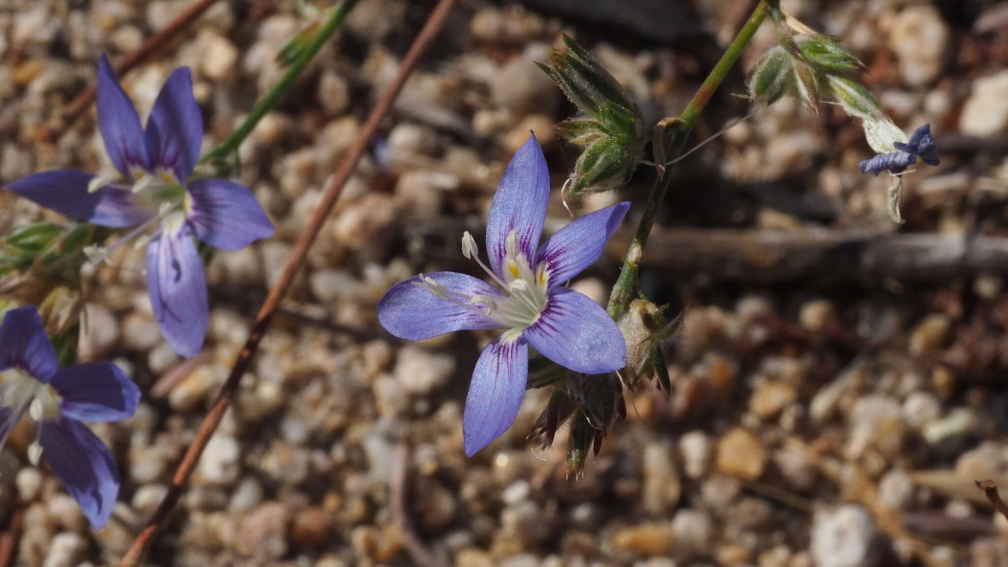 Image of sapphire woollystar