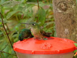 Image of Fawn-breasted Brilliant