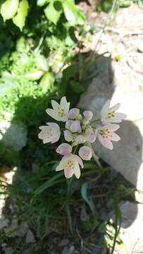 Image of white garlic