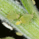 Image of Buckthorn aphid