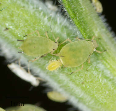 Image of Buckthorn aphid