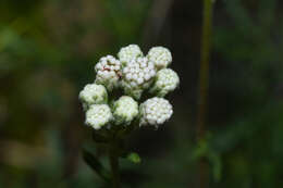 Image of Gyptis pinnatifida Cass.