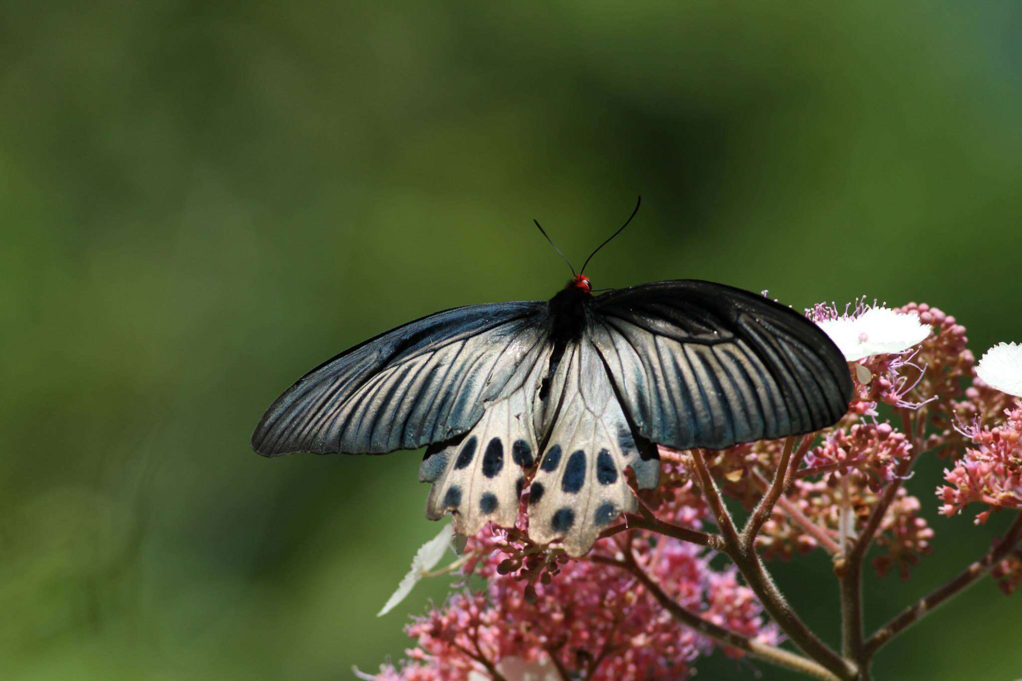 Atrophaneura horishanus (Matsumura 1910)的圖片