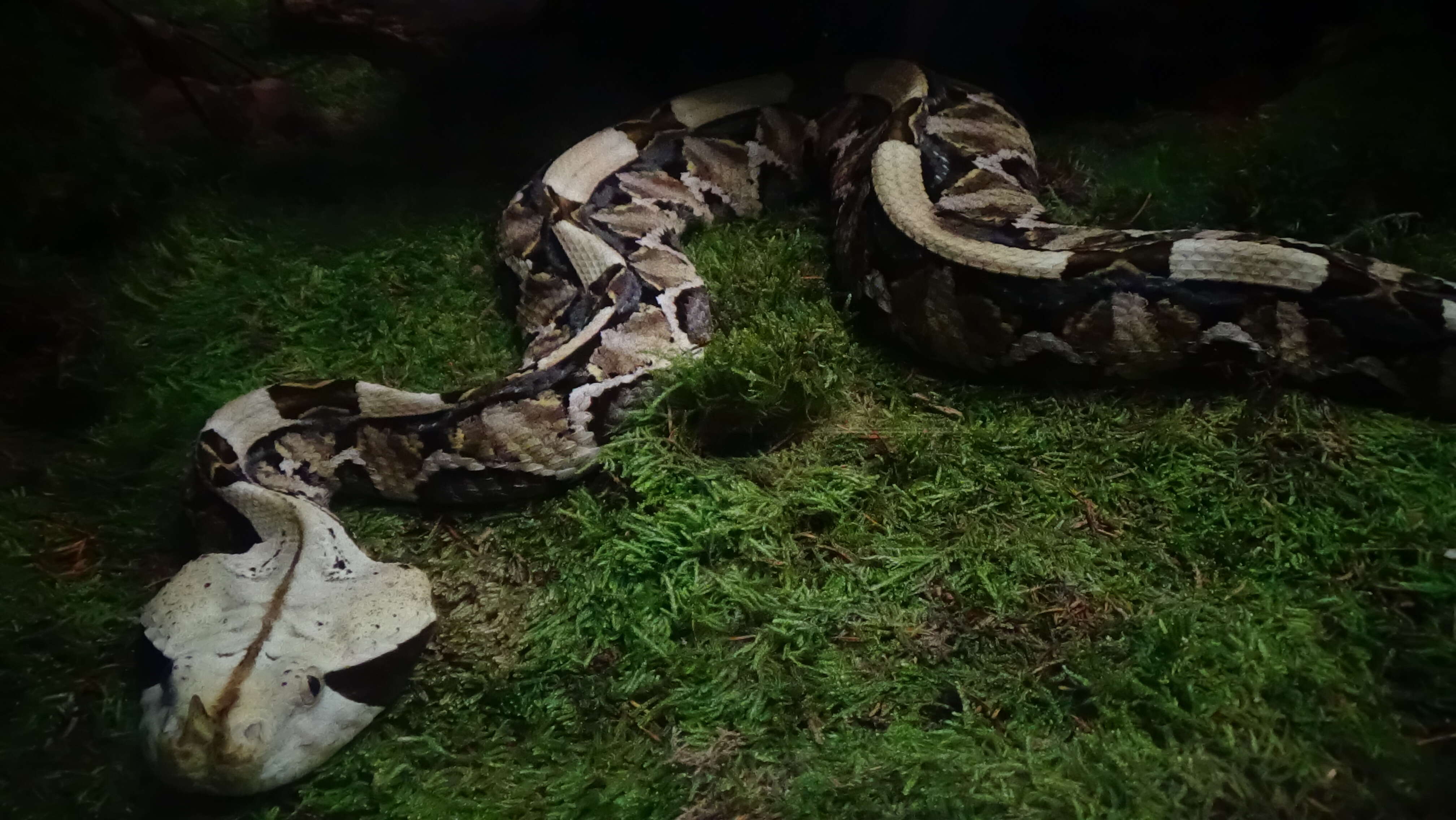 Image of Rhinoceros Viper