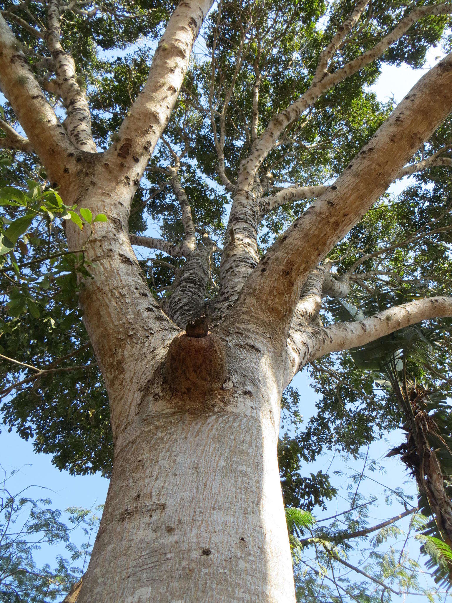 Image of African Mahogany