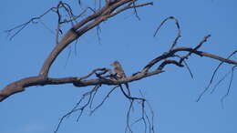 Image of Greater Pewee