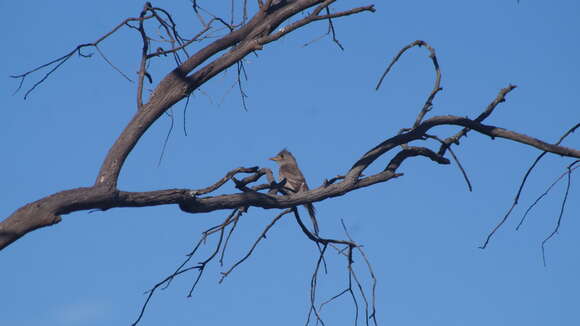 Image of Greater Pewee