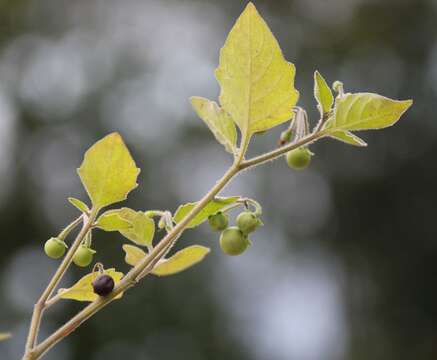 Image of black nightshade