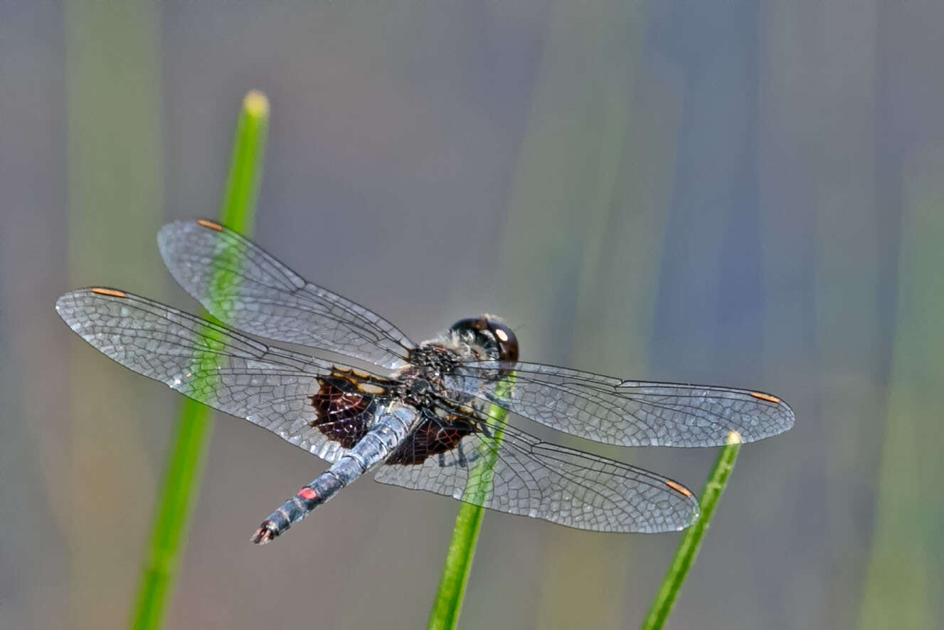 Слика од Celithemis martha Williamson 1922