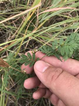 Desmanthus leptolobus Torr. & A. Gray resmi