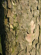 Imagem de Acer pseudoplatanus L.