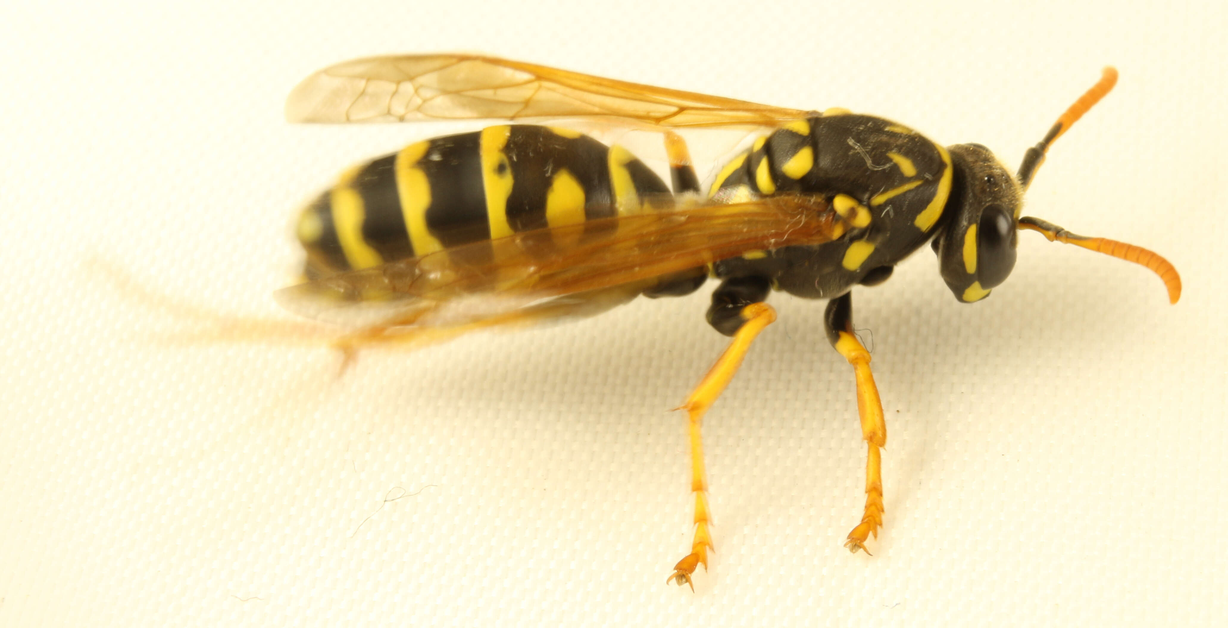 Image of European Paper Wasp