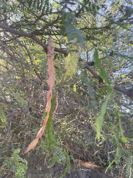 Image of Prosopis articulata S. Watson