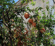 Image of pomegranate