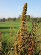 Image of redroot amaranth