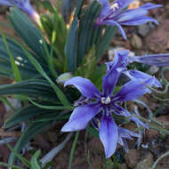 Image of Babiana cuneata J. C. Manning & Goldblatt